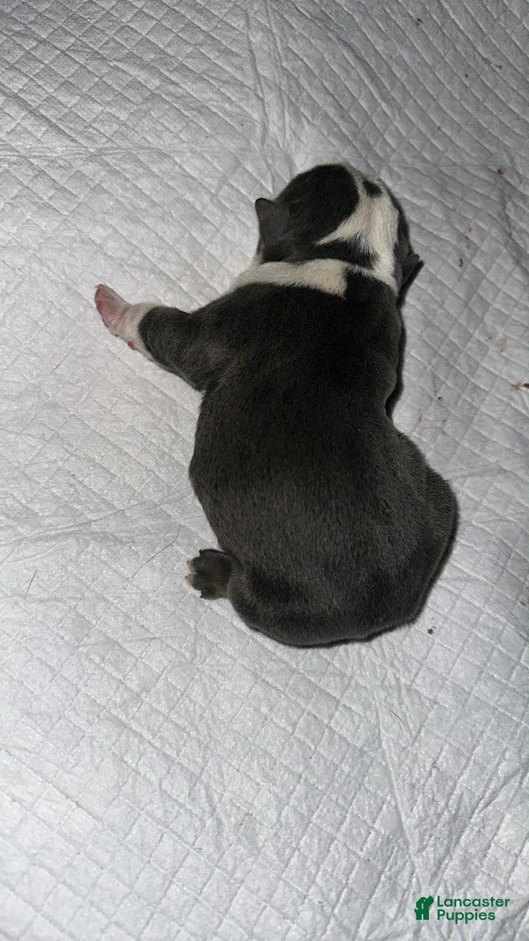 English Bulldog dogs for sale: Lilac and White Male - Ad 27