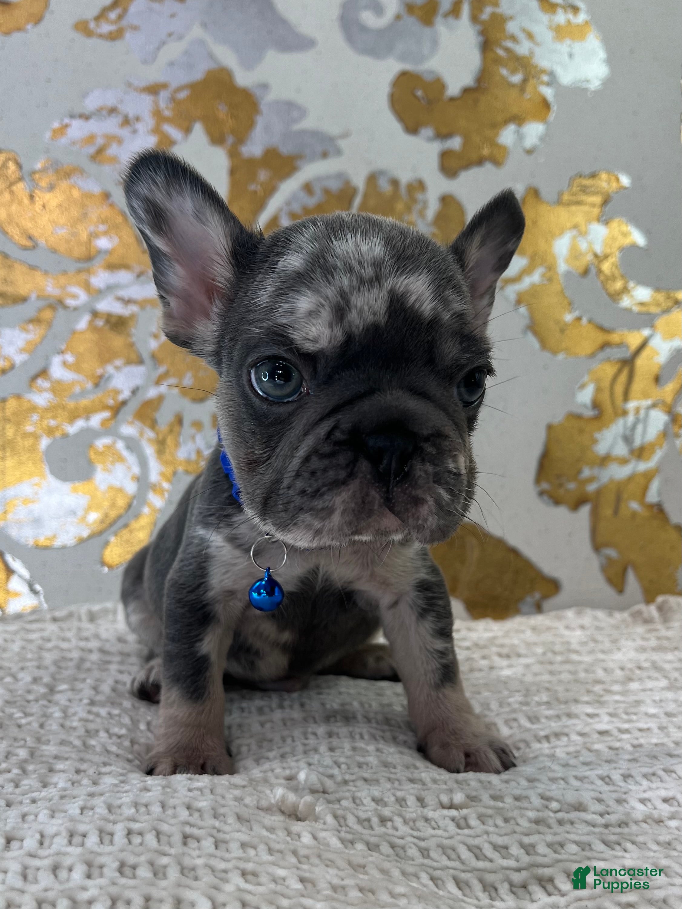 French Bulldog dogs Oreo - Ad 13