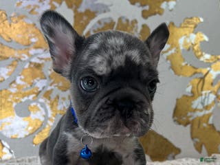 French Bulldog dogs Oreo - Ad 6