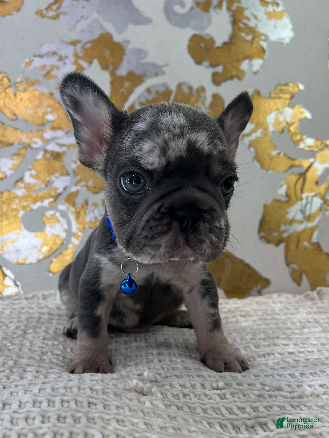 French Bulldog dogs for sale: Oreo - Ad 1
