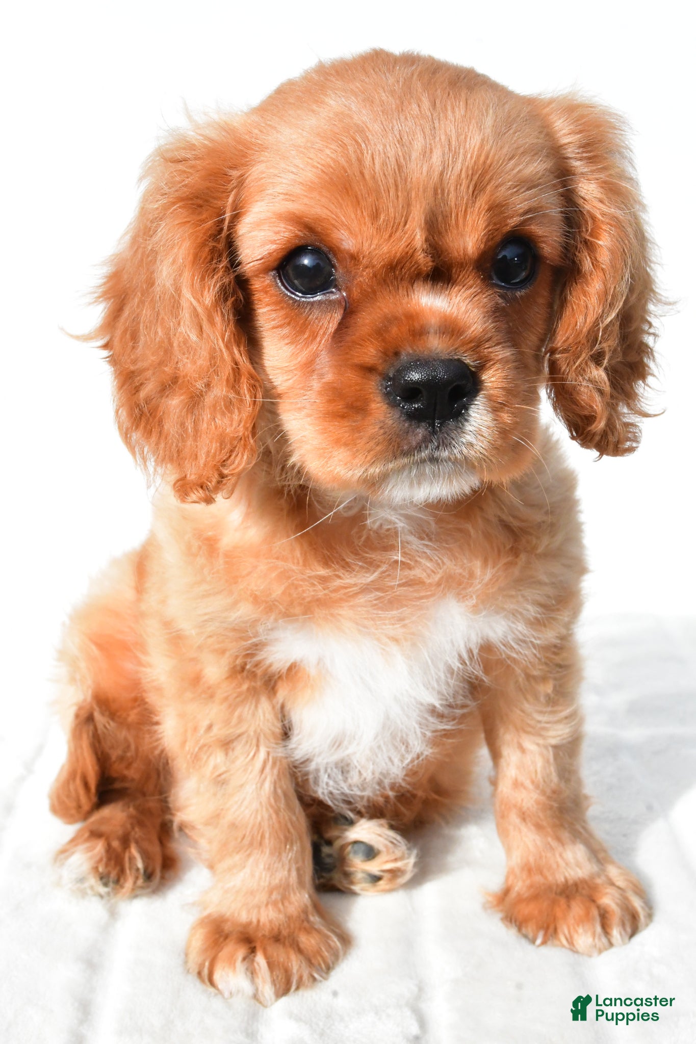 Cavalier King Charles Spaniel dogs Cooper - Ad 2