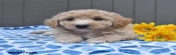 Bichpoo dogs for sale: Justice - Ad 1
