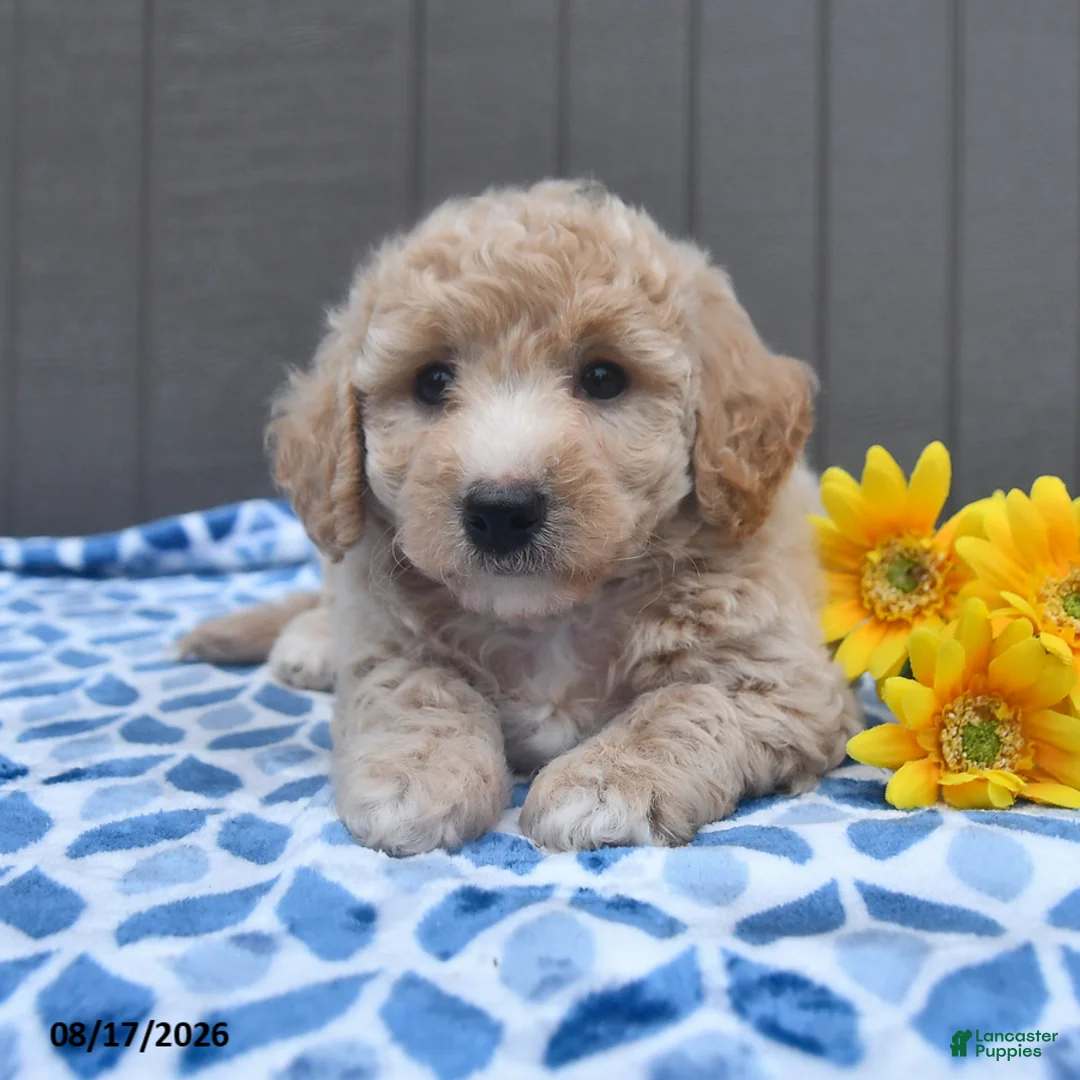 Bichpoo dogs for sale: Justice - Ad 1