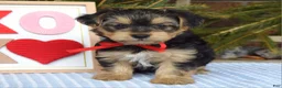 Yorkshire Terrier dogs for sale: Payton - Ad 6