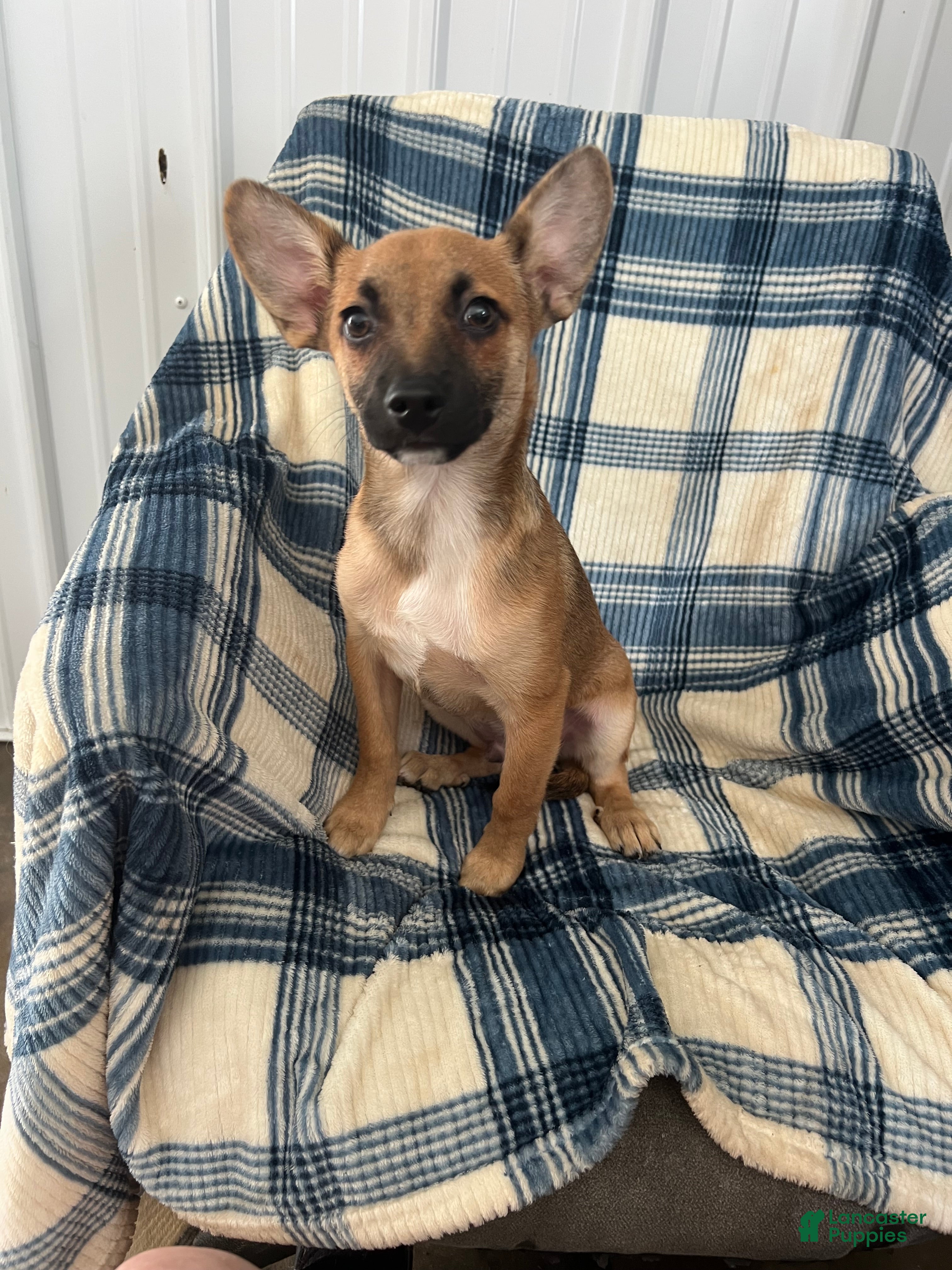 Chihuahua dogs Chihuahua  SCOTTY Boy - Ad 2