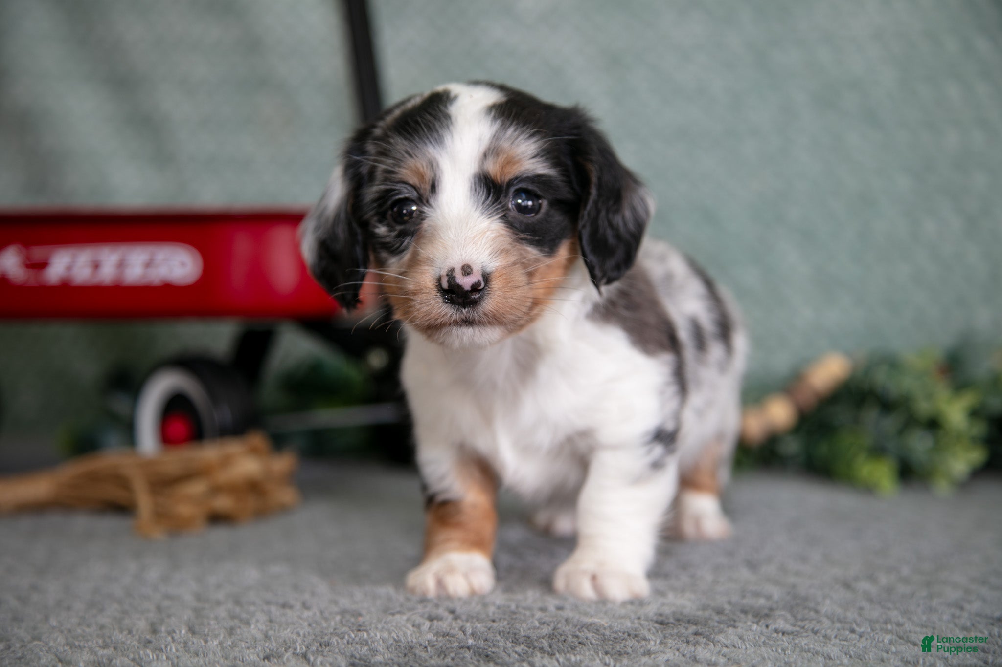 Miniature Dachshund dogs Baxter - Ad 2