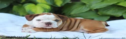 English Bulldog dogs for sale: Ruthie - Ad 5
