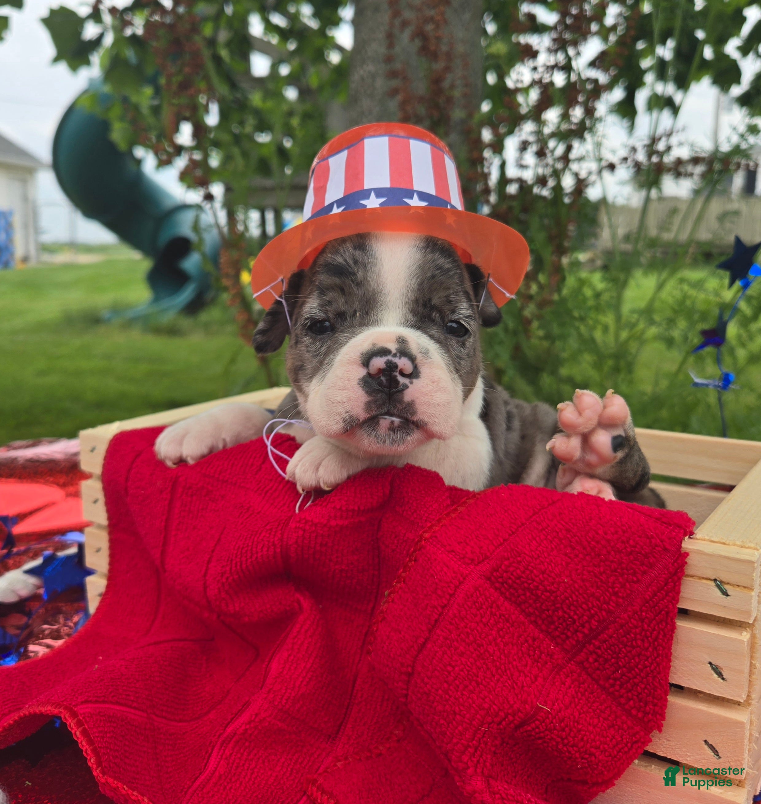 Olde English Bulldogge dogs Liberty - Ad 1