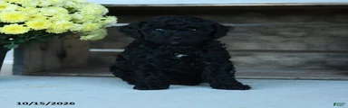 Gus
