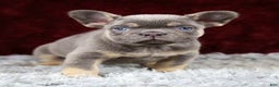 French Bulldog dogs for sale: Turbo - Ad 3