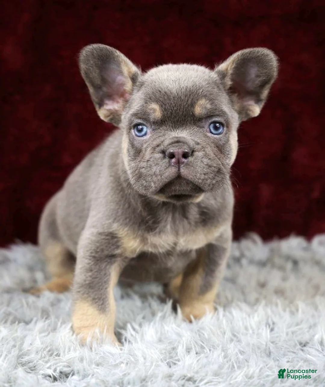 French Bulldog dogs for sale: Turbo - Ad 3