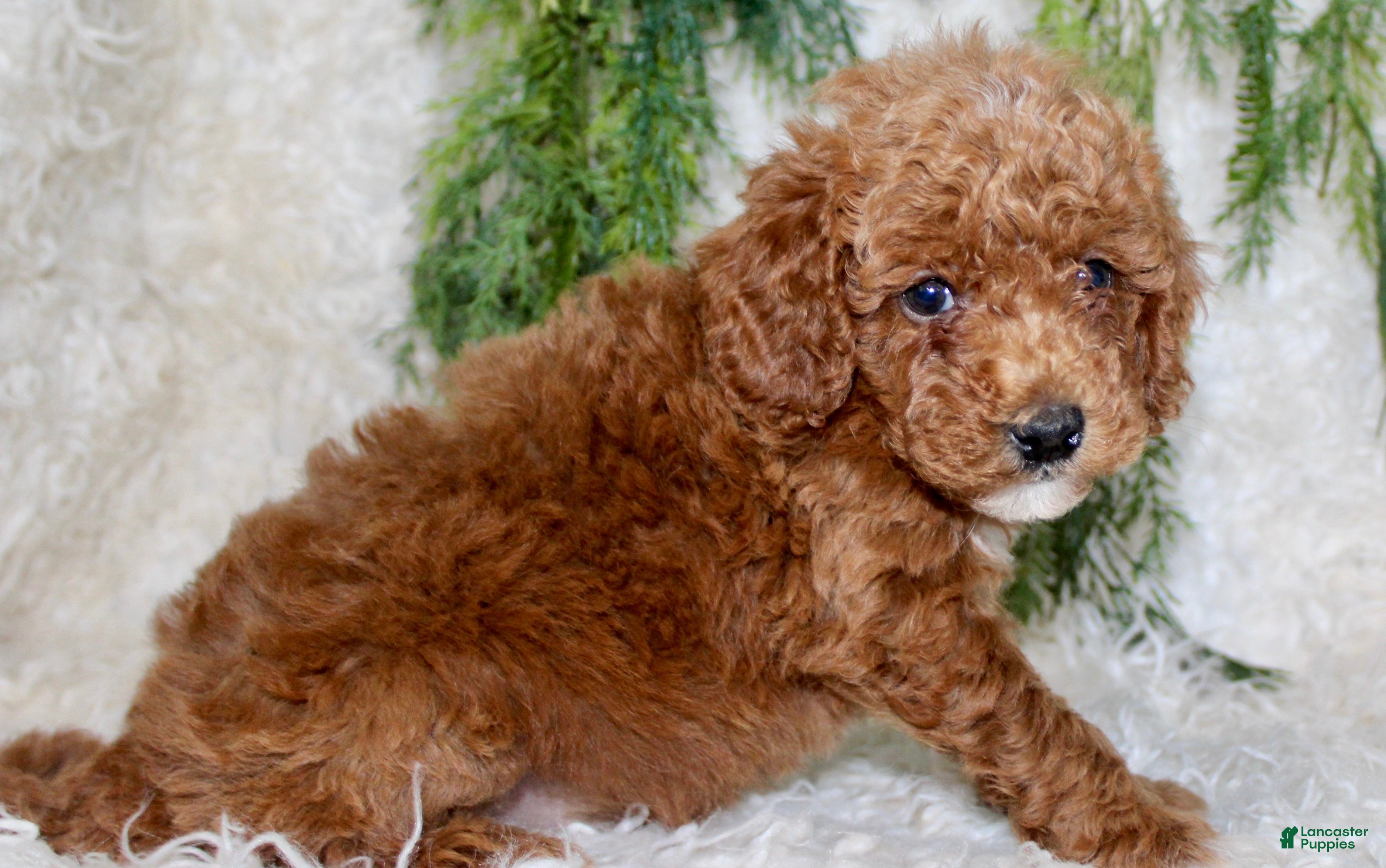 Miniature Poodle dogs Miniature Poodle 1 - Ad 11