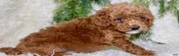 Miniature Poodle dogs for sale: Miniature Poodle 1 - Ad 1