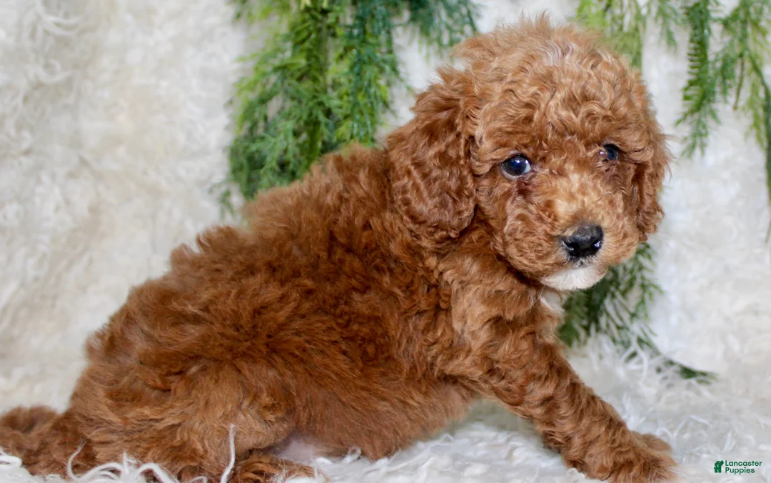 Miniature Poodle dogs for sale: Miniature Poodle 1 - Ad 1