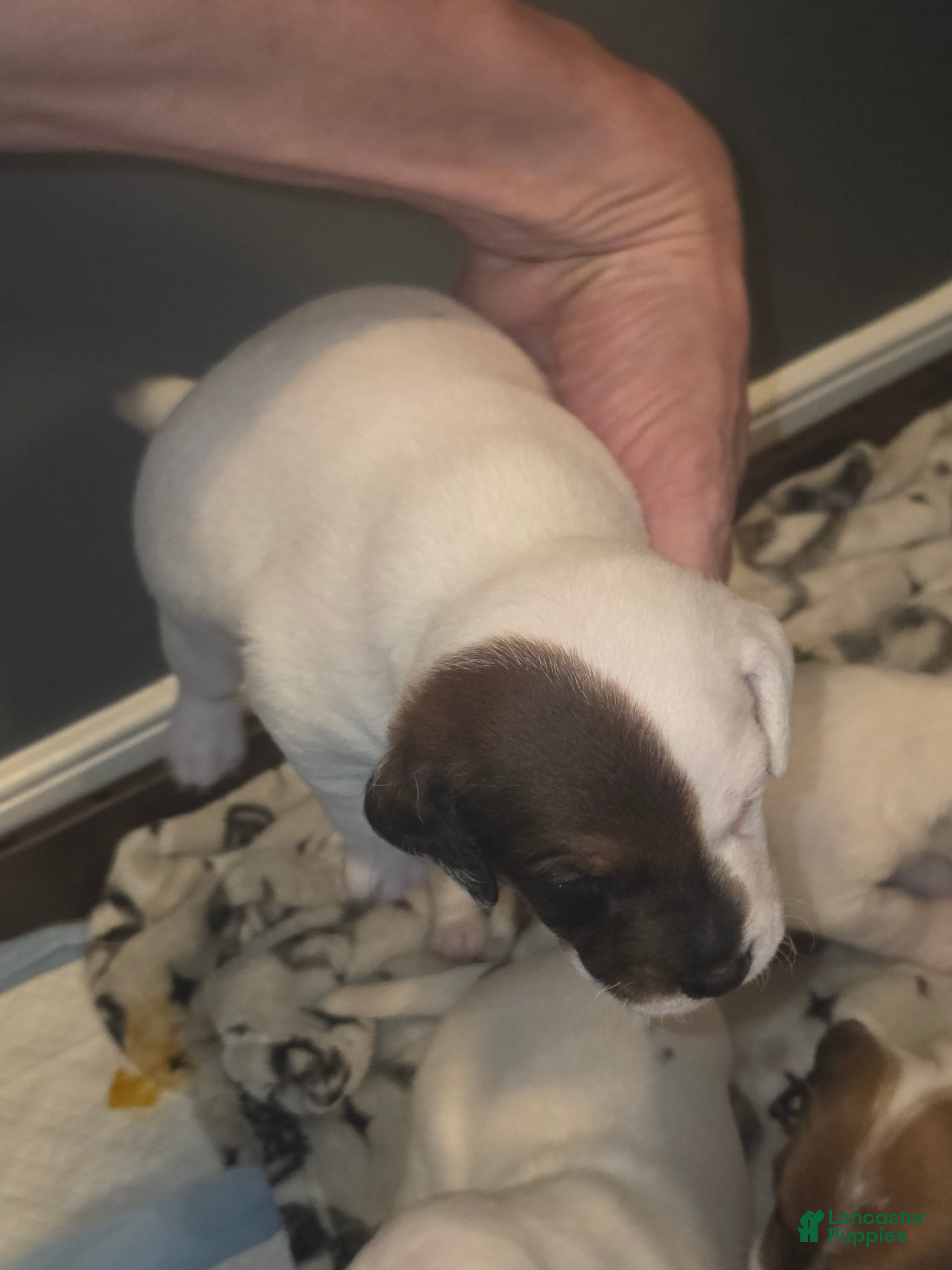 Jack Russell Terrier dogs Jack Russell Terrier Puppy 1 - Ad 19