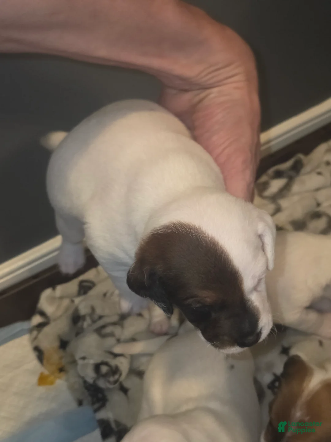 Jack Russell Terrier dogs for sale: Jack Russell Terrier Puppy 1 - Ad 1