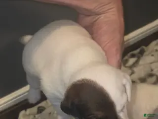 Jack Russell Terrier dogs Jack Russell Terrier Puppy 1 - Ad 19