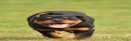 Rottweiler dogs for sale: Rottweiler lily - Ad 4