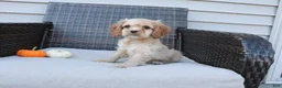 Cocker Spaniel dogs for sale: Ember - Ad 7