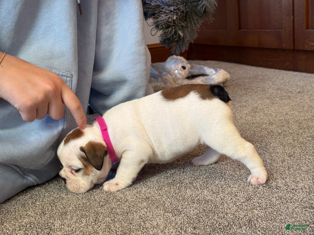 English Bulldog dogs for sale: Harley - Ad 3
