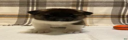 Akita dogs for sale: Thor  - Ad 2