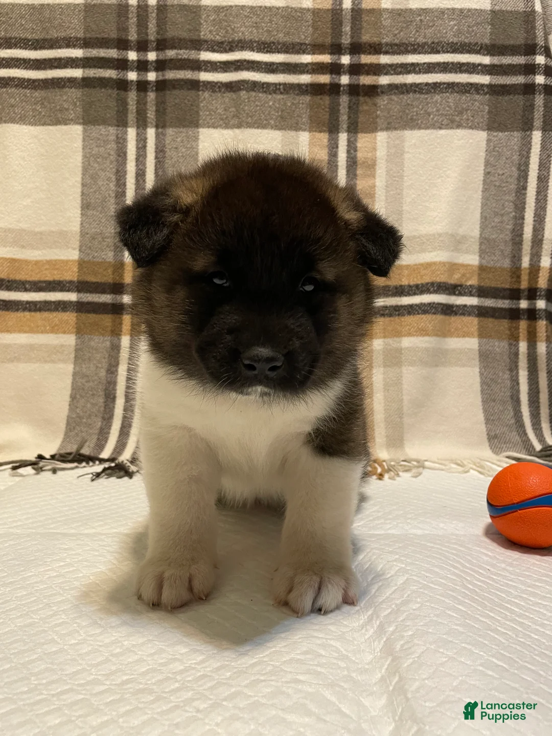 Akita dogs for sale: Thor  - Ad 2