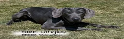 Weimaraner dogs for sale: Bonny - Ad 7