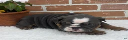 English Bulldog dogs for sale: Taylor - Ad 6