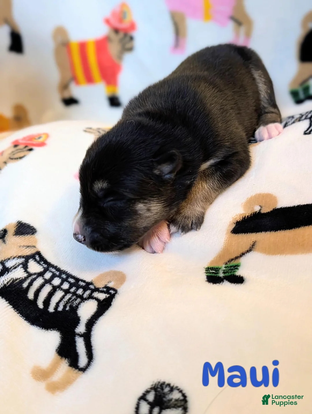 Mixed Breed dogs for sale: Maui - Ad 1