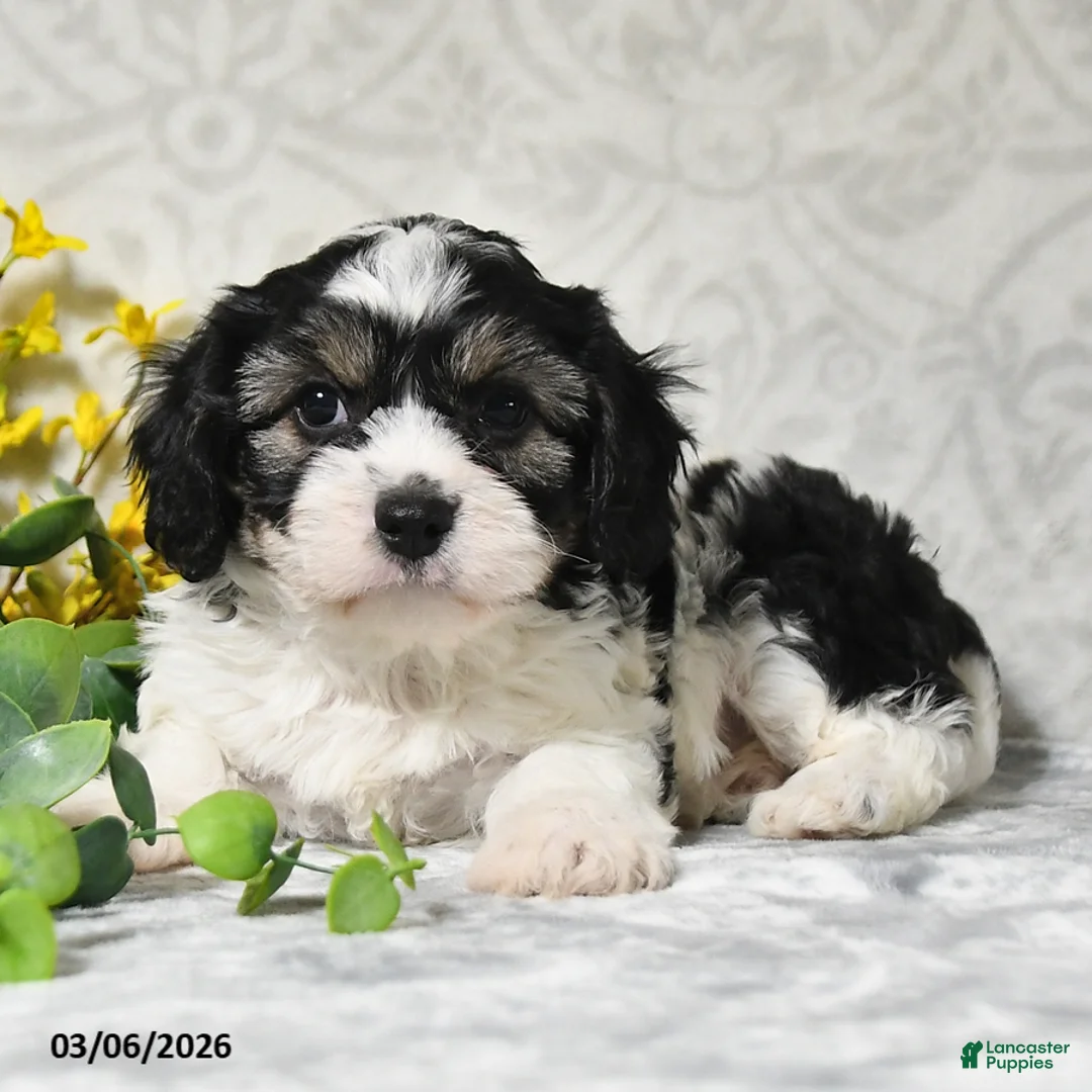 Cavachon dogs for sale: Jalyn - Ad 2