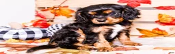 Cavalier King Charles Spaniel dogs for sale: Ian - Ad 3