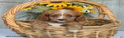 Cavapoo dogs for sale: Neldon - Ad 3