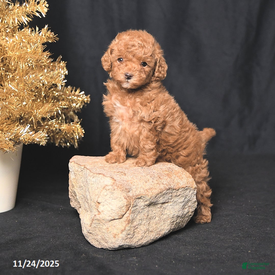 Toy Poodle dogs for sale: Tiny Destiny - Ad 1