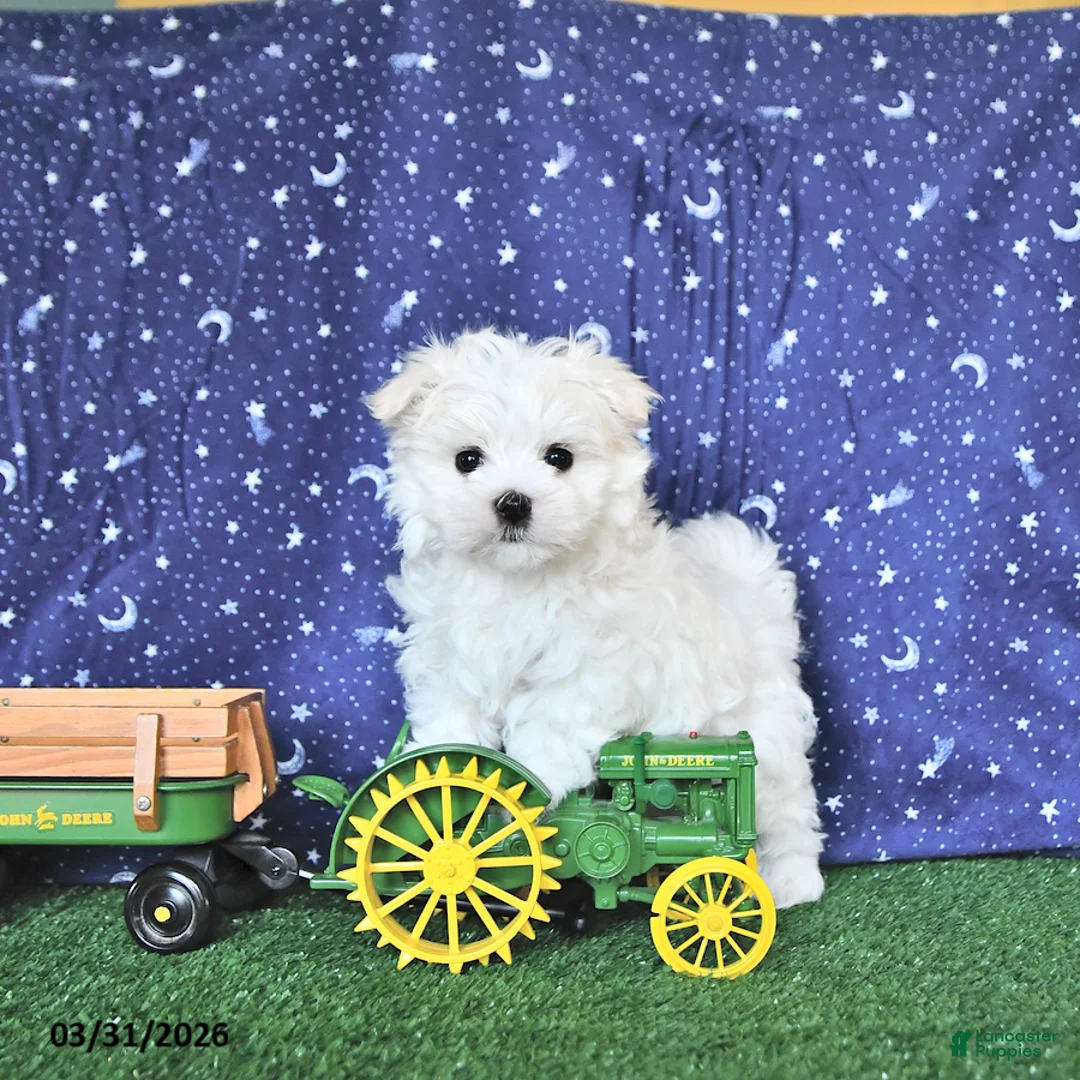 Maltese dogs for sale: Cozi - Ad 1