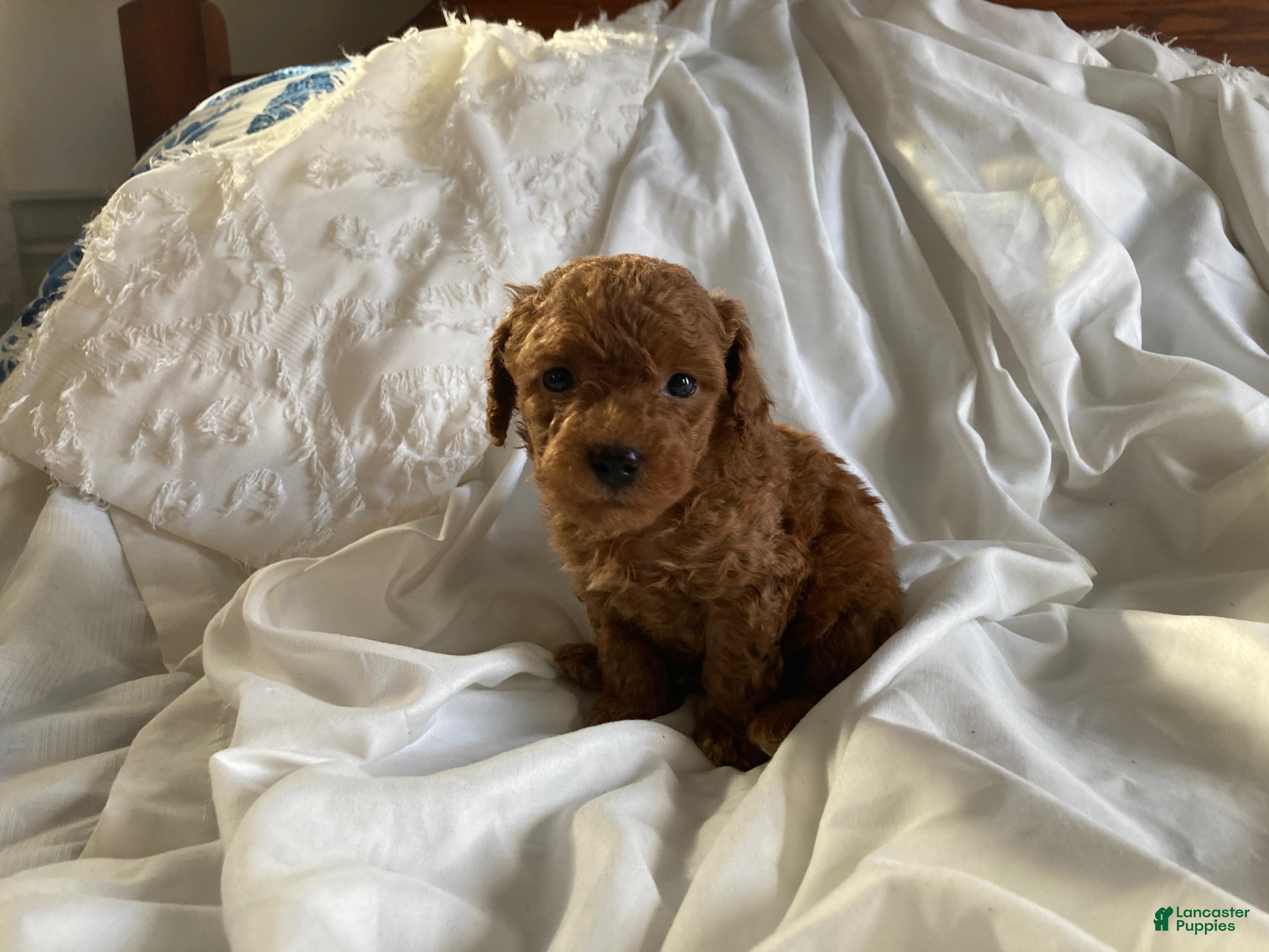 Miniature Poodle dogs Rajo - Ad 2