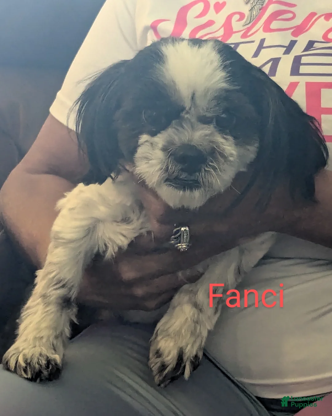 Malshi dogs for sale: Malshi Puppy 1 - Ad 2