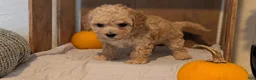 Miniature Poodle dogs for sale: Lexi - Ad 10