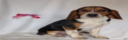 Beagle dogs for sale: Ross - Ad 19