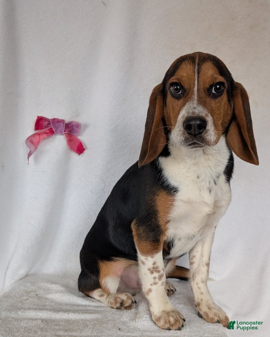Beagle dogs for sale: Ross - Ad 19