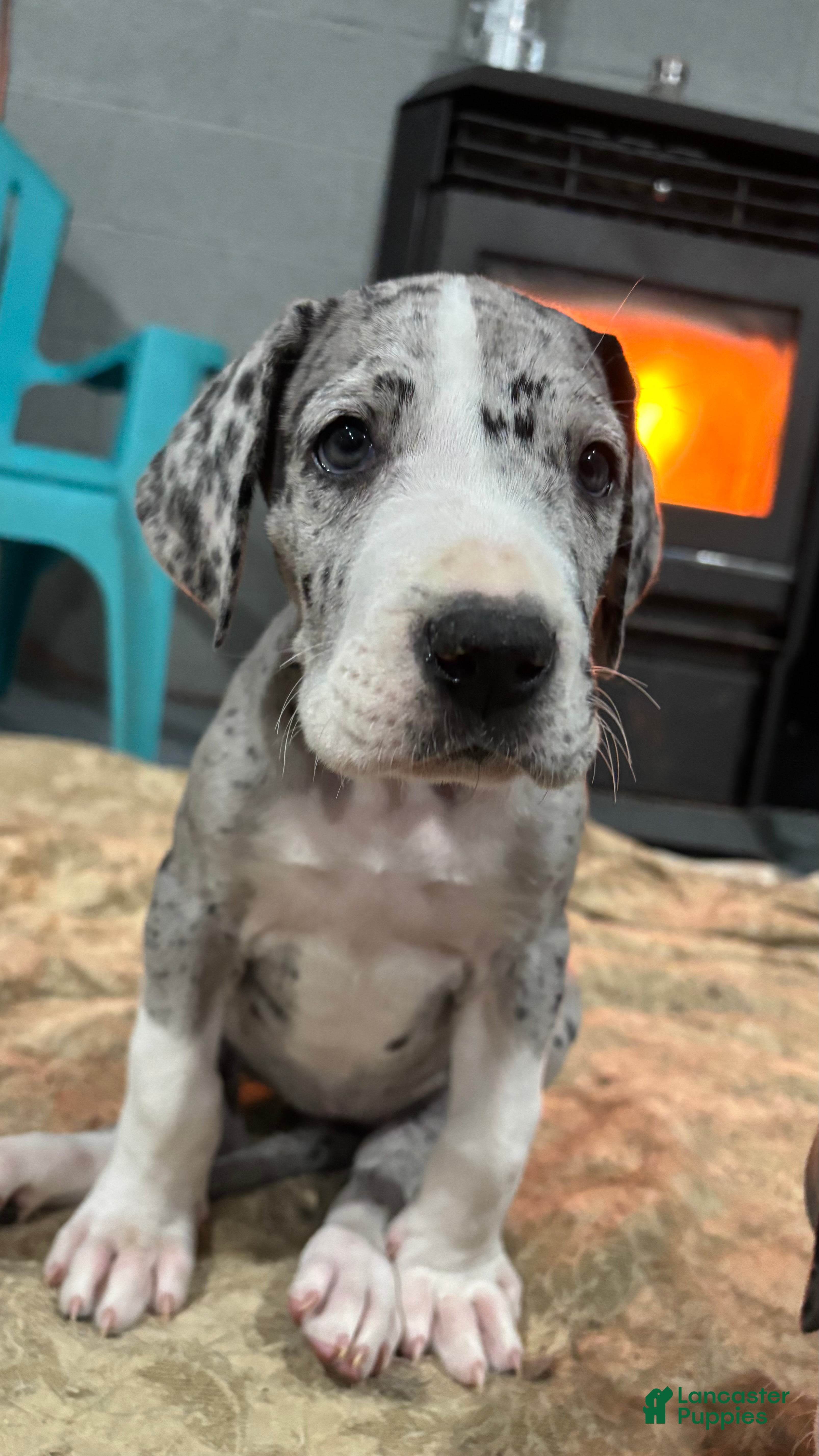 Great Dane dogs Eleanor  - Ad 1