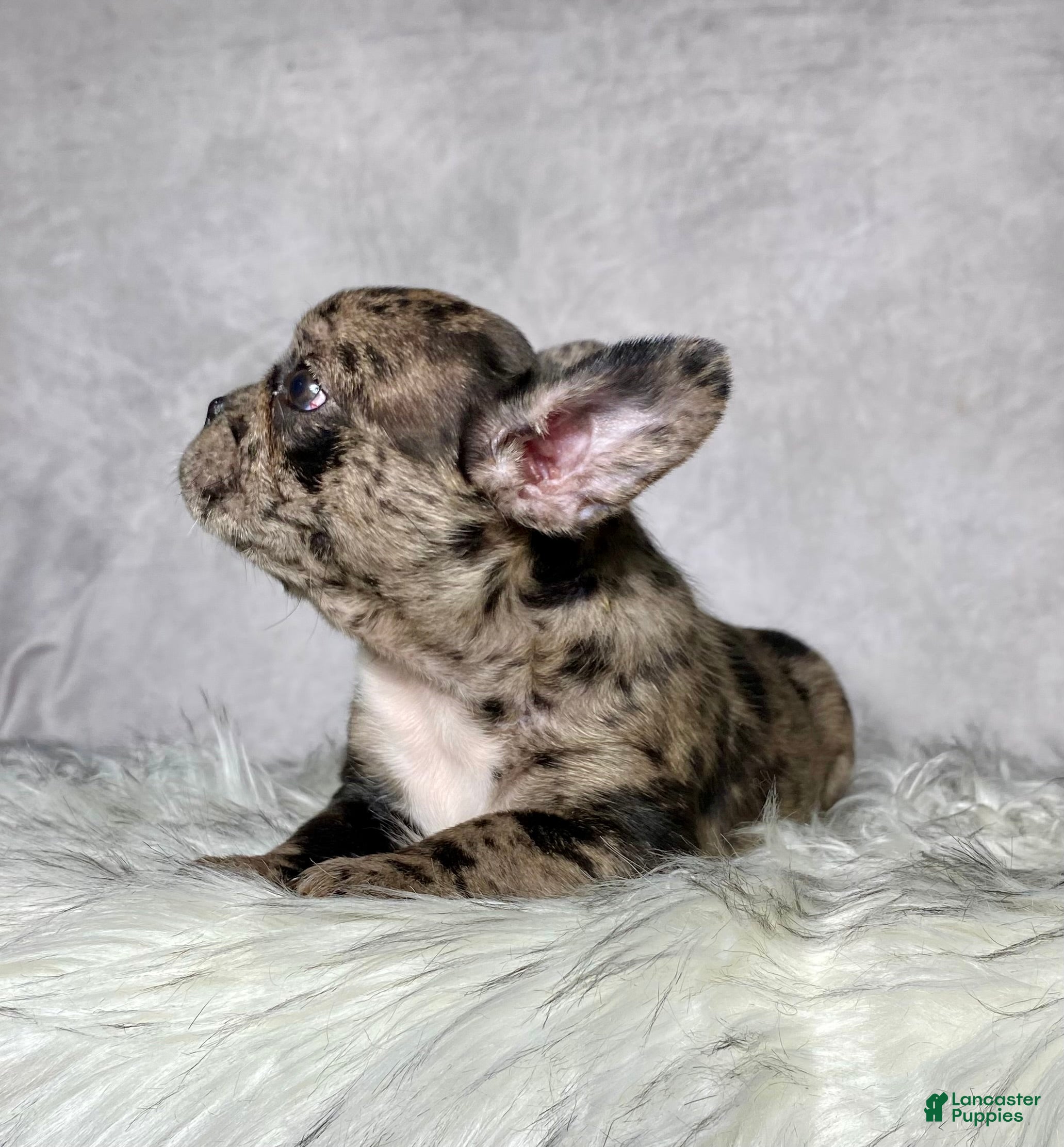 Frenchton dogs Miss Lucy - Ad 2