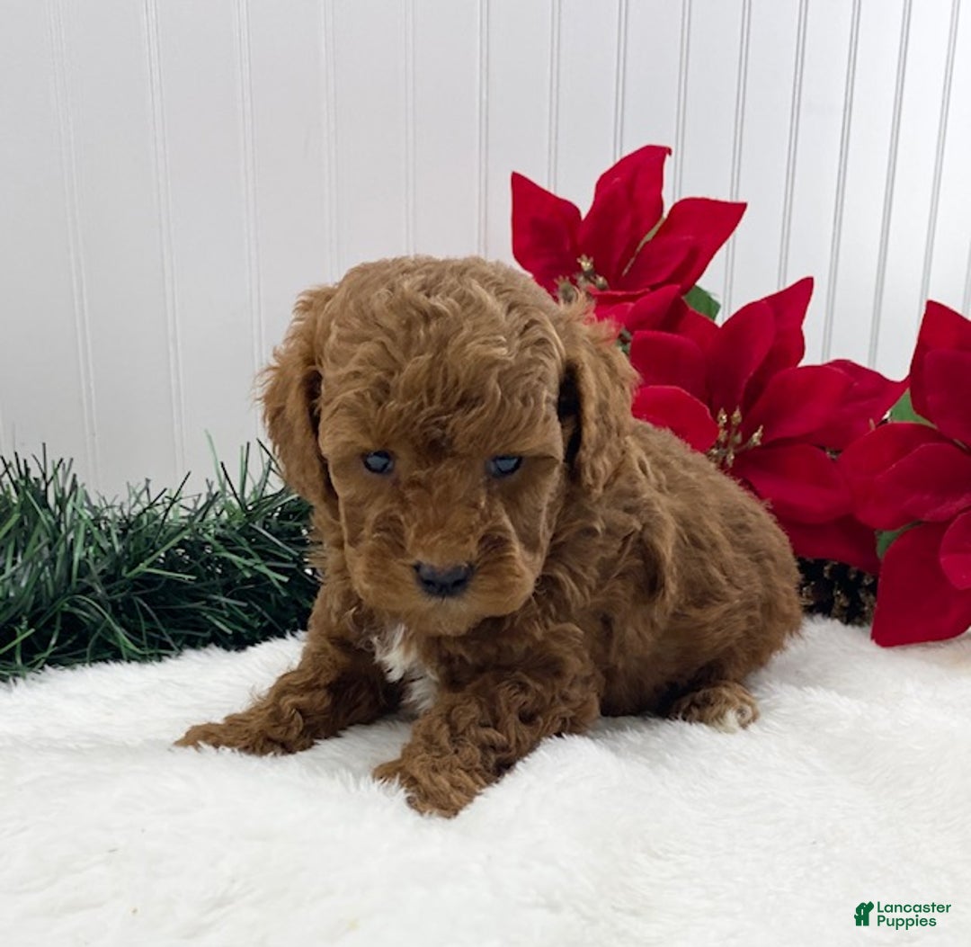 Toy Poodle dogs for sale: Jingle - Ad 3