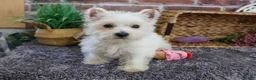 West Highland Terrier dogs for sale: Fiona  - Ad 3