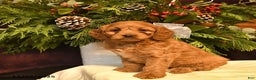 Cockapoo dogs for sale: Sage  - Ad 2