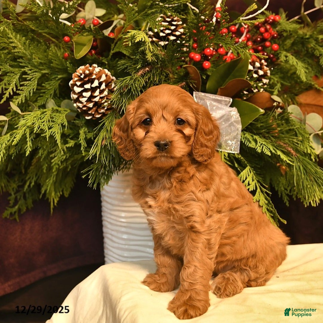Cockapoo dogs for sale: Sage  - Ad 2