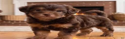 Yorkshire Terrier dogs for sale: Toby - Ad 8