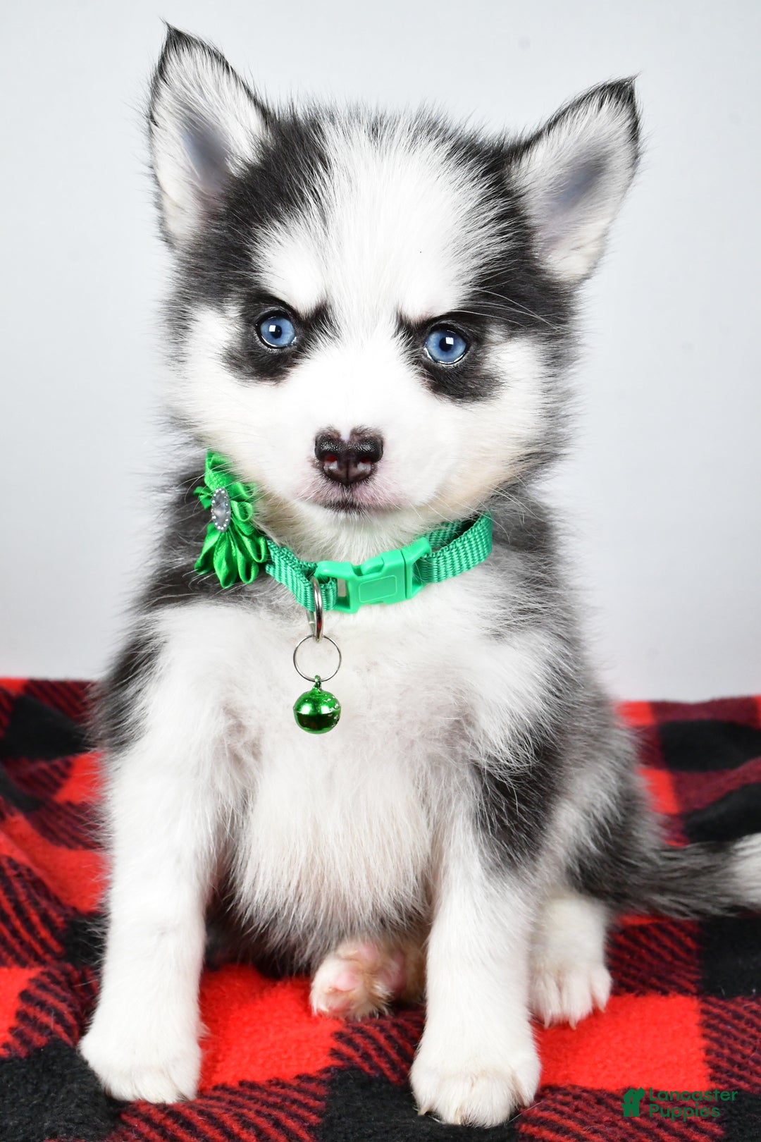 Pomsky dogs for sale: Hilda - Ad 6