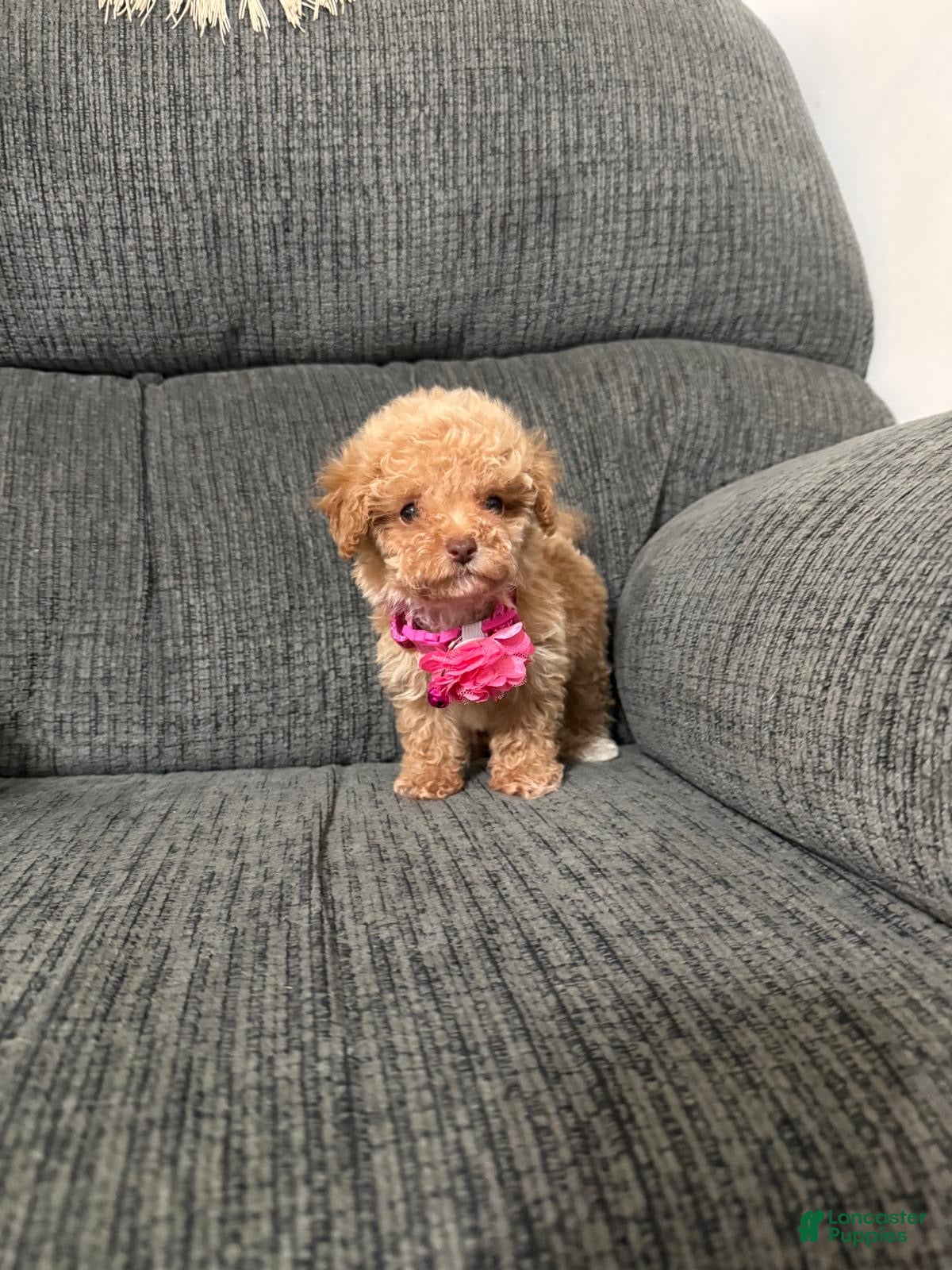 Toy Poodle dogs Toy Poodle 1 - Ad 20