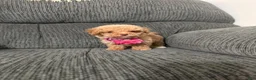 Toy Poodle dogs for sale: Toy Poodle 1 - Ad 1