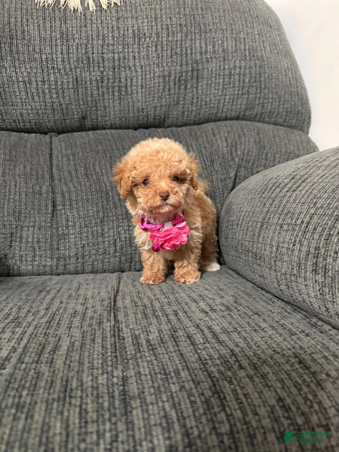 Toy Poodle dogs for sale: Toy Poodle 1 - Ad 1